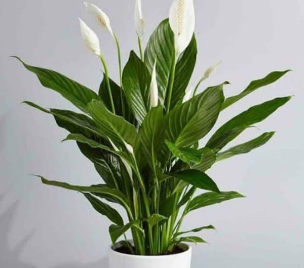 Peace Lily tanaman indoor