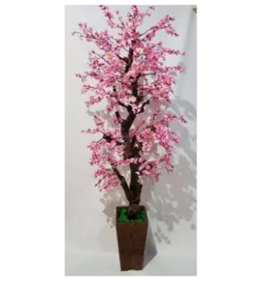 bonsai ceri korea musim semi