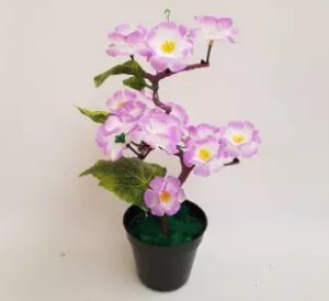 tabebuya sakura bonsai