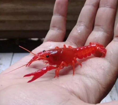 Udang Hias Mini Lobster