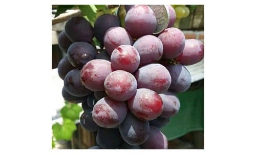 Paling jenis manis anggur Wine101: Jenis