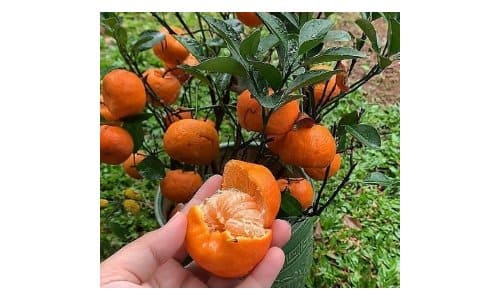 bibit jeruk mandarin super