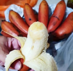 pisang merah