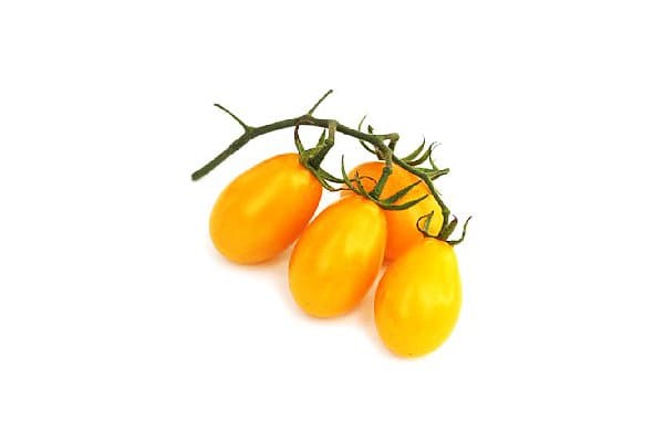 tomat golden sweet kuning