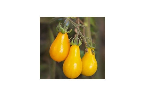 tomat cherry yellow pear