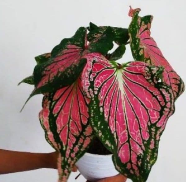 keladi wayang