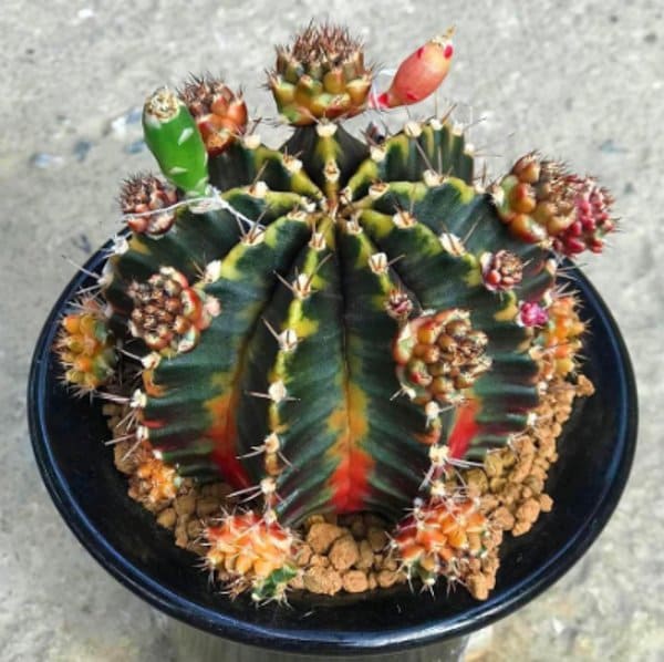 tanaman hias kaktus mini
