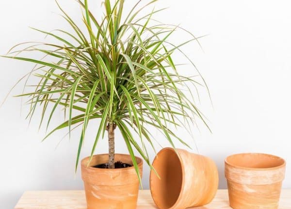 tanaman indoor Dracaena bambu jepang