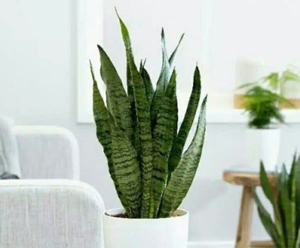 tanaman indoor lidah mertua