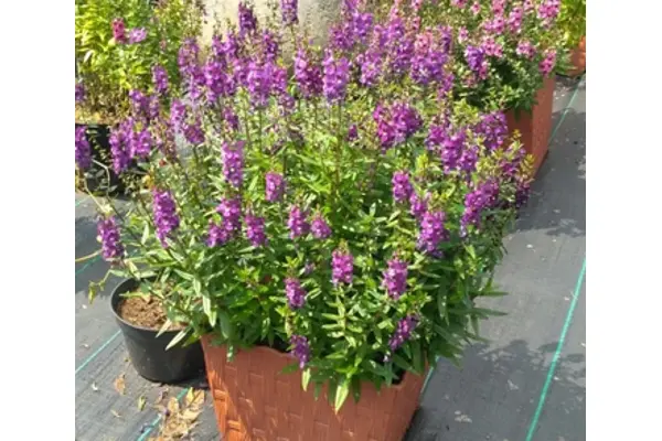 tanaman lavender pengusir nyamuk alami