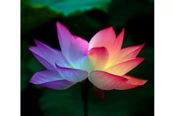 benih bunga teratai lotus pelangi