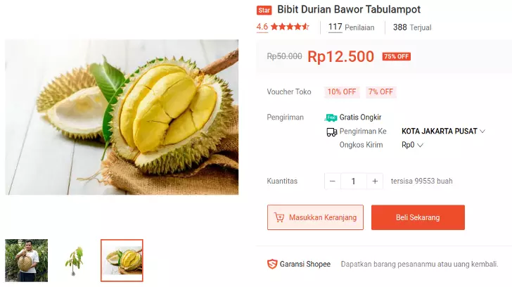 bibit durian bawor tabulampot