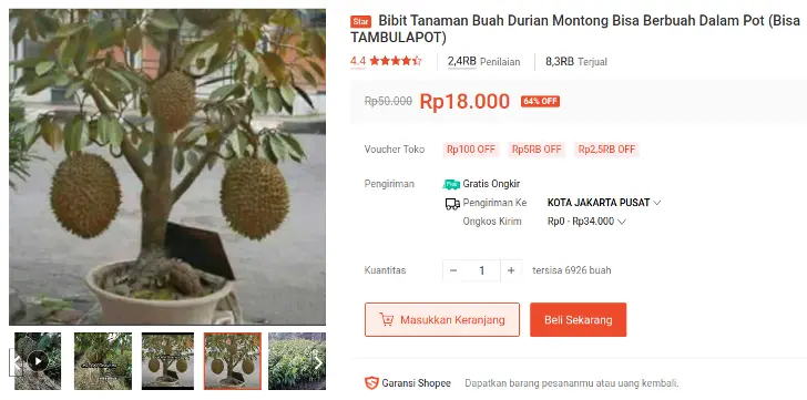bibit durian montong tabulampot