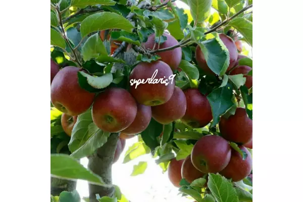 bibit apel merah washington