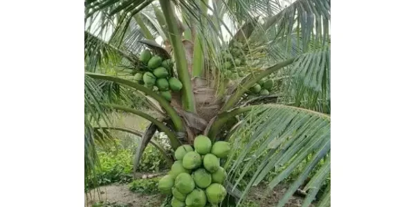 bibit kelapa hibrida super cepat berbuah