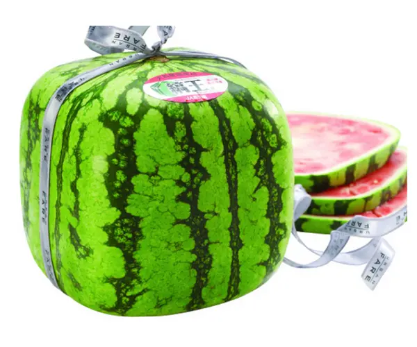 bibit semangka jepang bentuk kotak