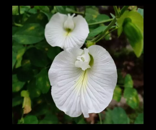 benih bunga telang putih