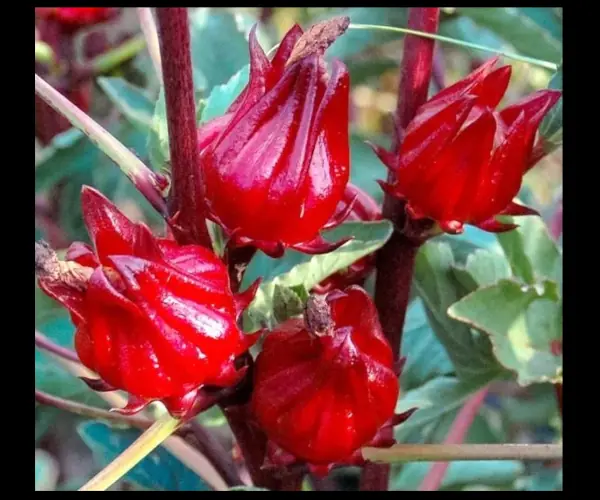 benih rosella merah