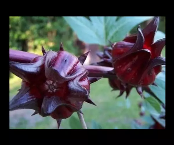 benih bunga rosella ungu