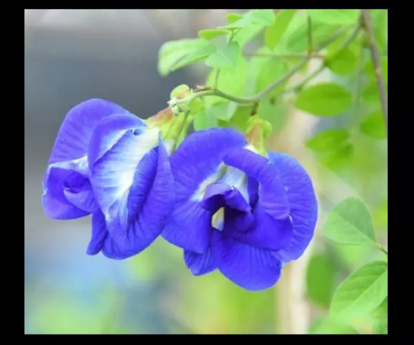 benih bunga telang tumpuk biru