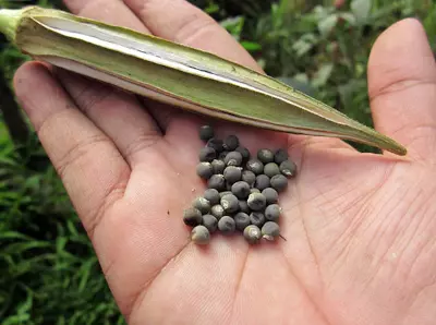 cara menanam okra dari biji