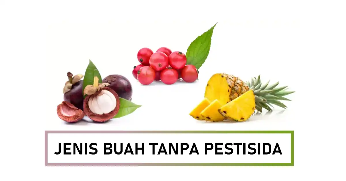 jenis buah tanpa pestisida