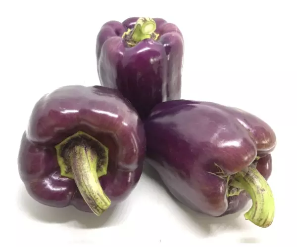 benih paprika ungu purple star