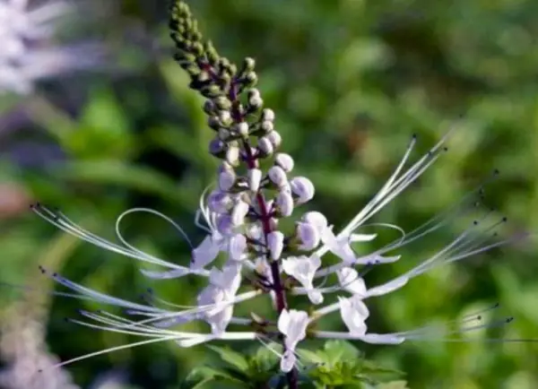 tanaman herbal untuk ginjal 