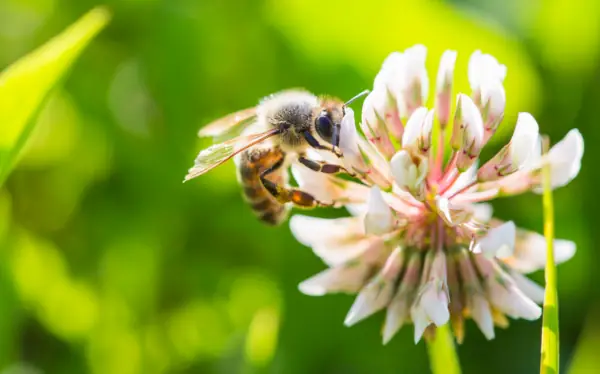 lebah menghisap nektar dari bunga semanggi