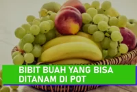 bibit tanaman buah dalam pot
