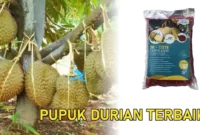 pupuk durian