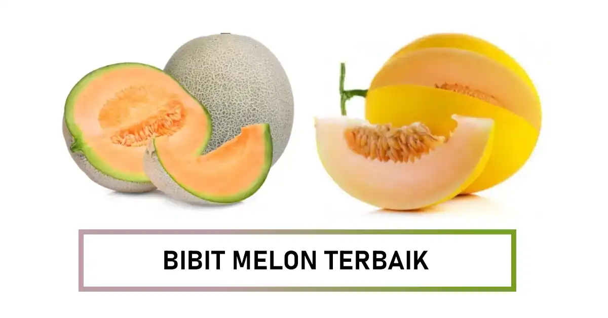 bibit melon terbaik