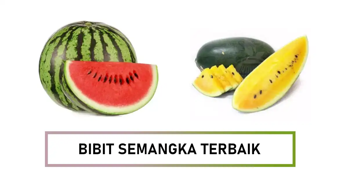 bibit semangka terbaik