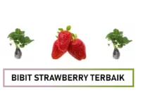 bibit strawberry terbaik