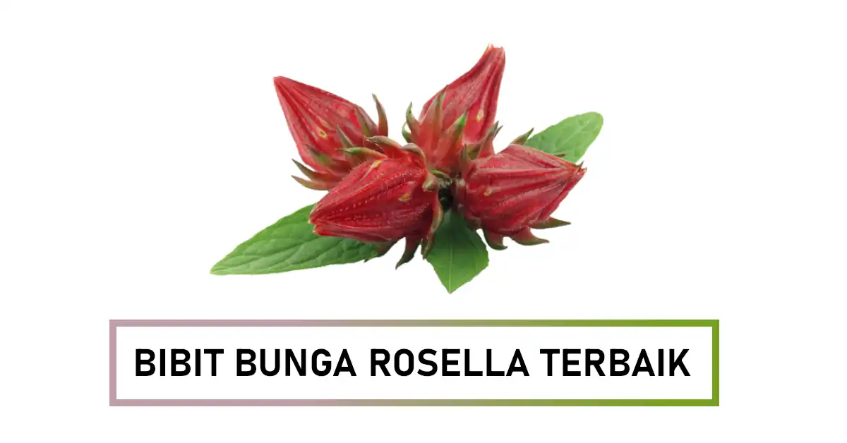 bibit bunga rosella