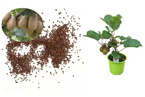 cara menanam bibit kiwi dari biji
